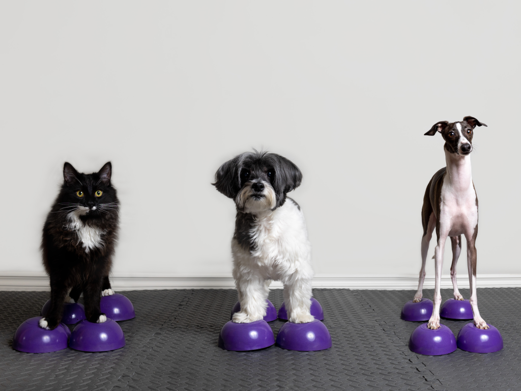 The Individuality Principle