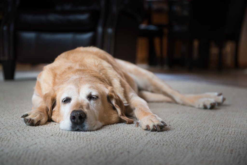 dog-asymmetrical-resting-position