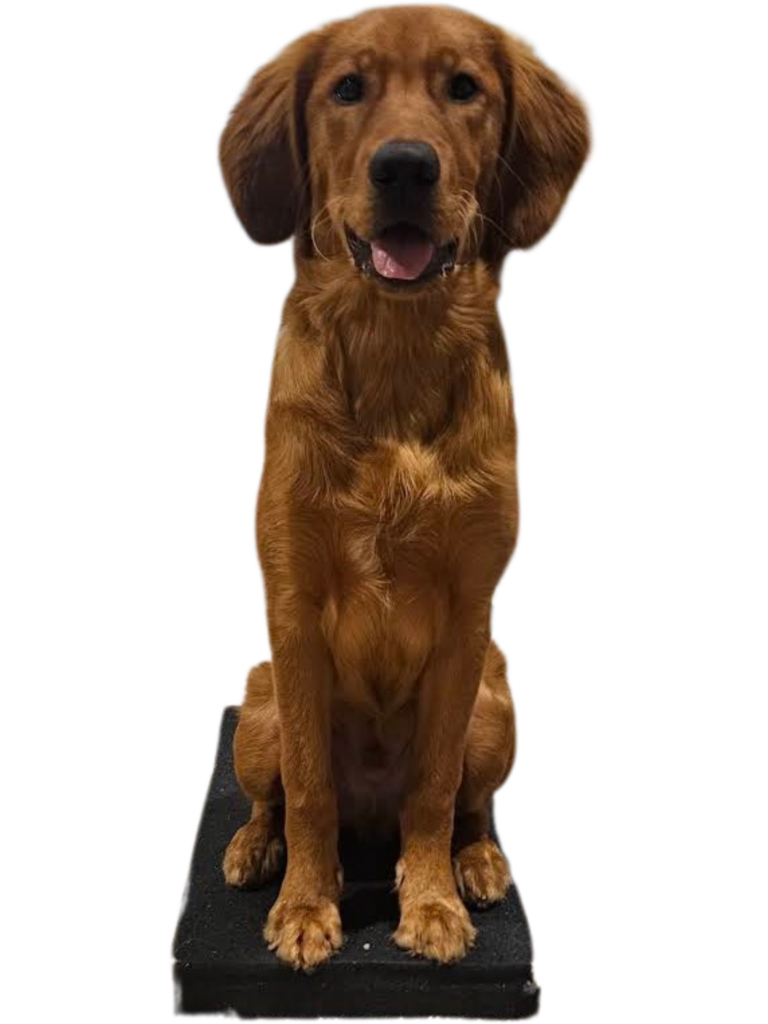 Puppy Sit