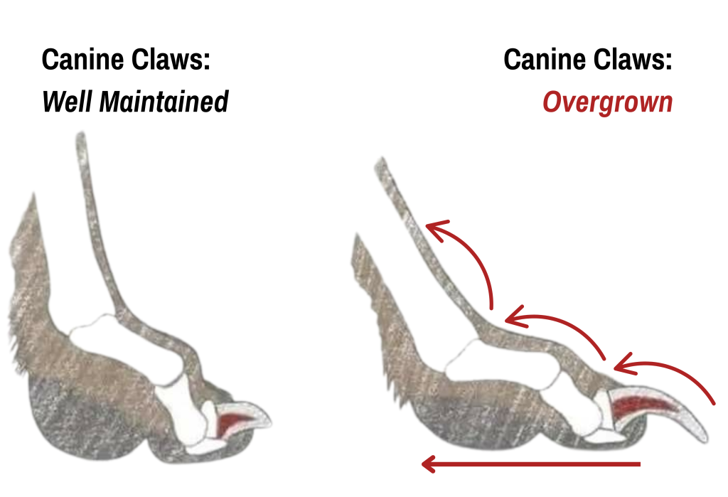 Canine Claws Weight Shift