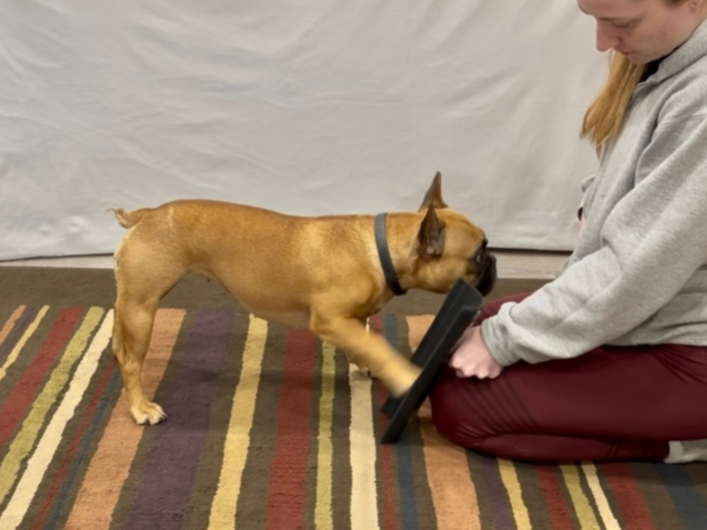 Dog Scratch Board Training