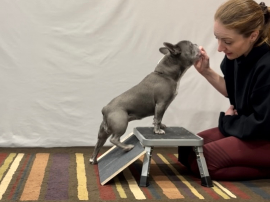 Rear Feet Scratch Board Training
