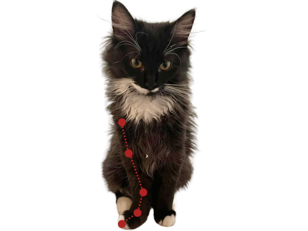 Cat Posture Assessment