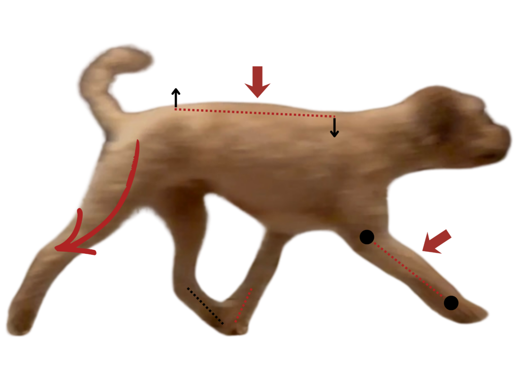 Canine Gait Analysis