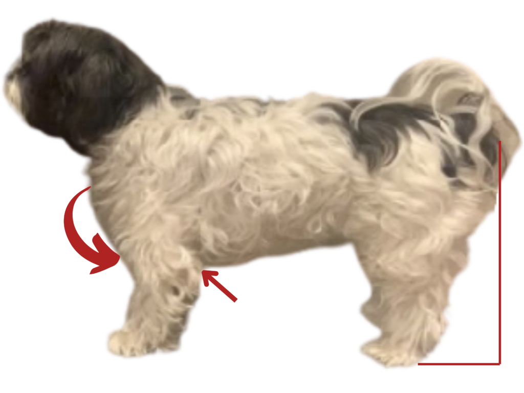 Canine Posture Assessment