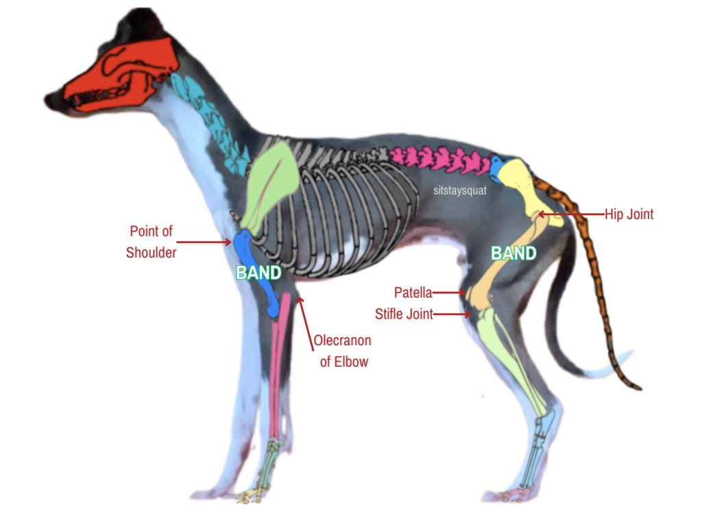 Canine Band Exercises