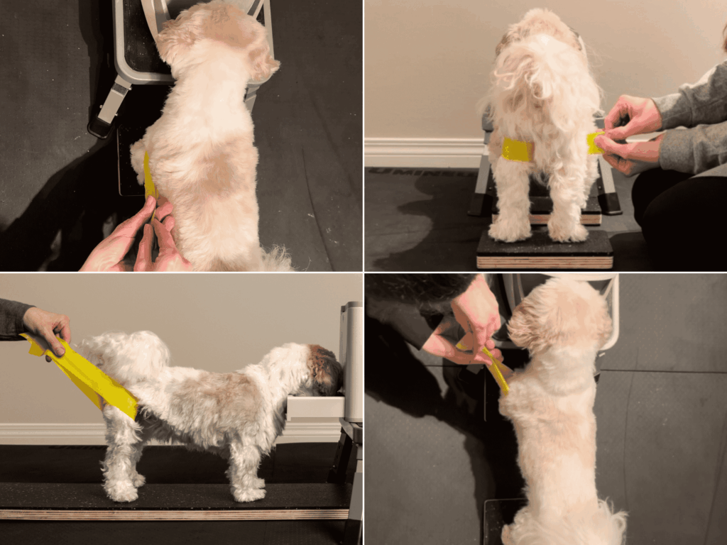Canine Band Stability Fitness Training