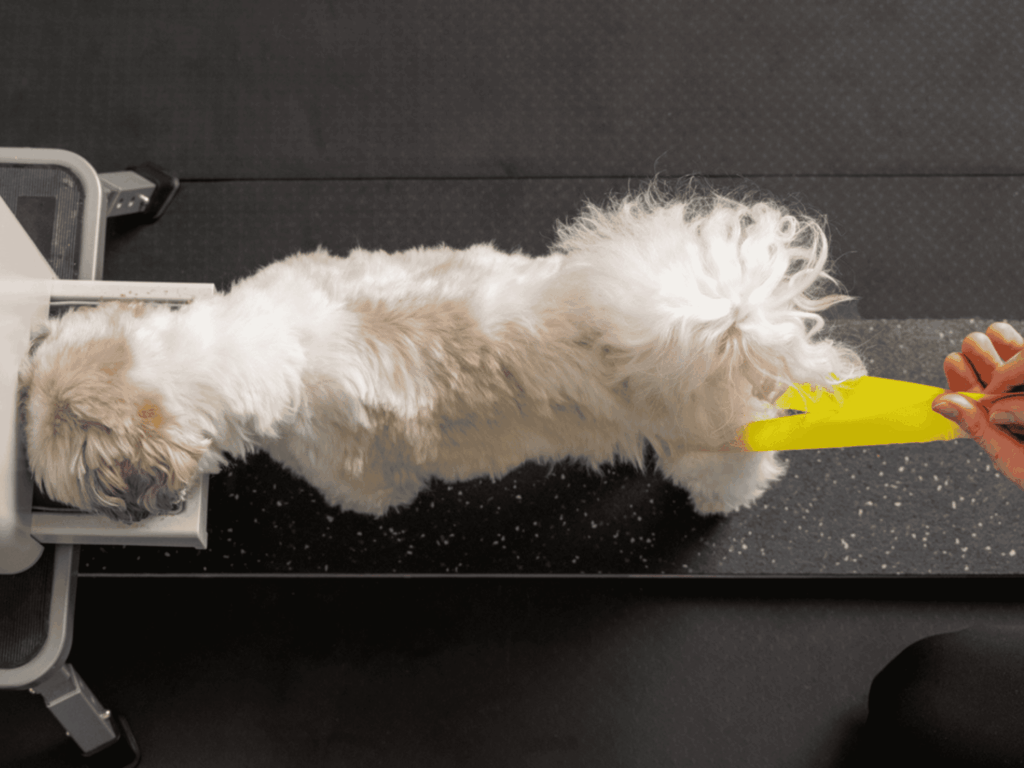 Canine Band Exercise