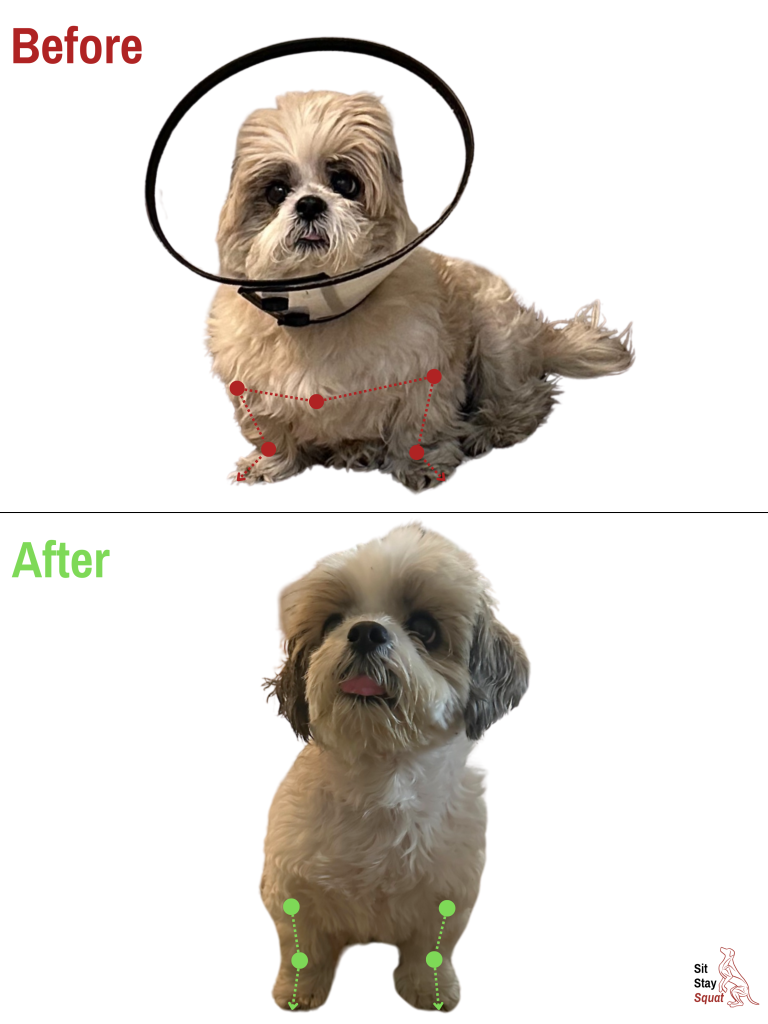 Before-and-after comparison of Uno, a senior Shih Tzu, showing improved front-end and sit posture alignment.