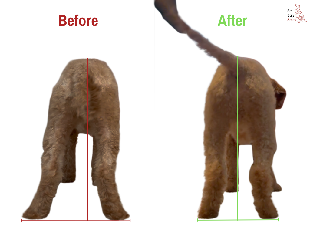 Before-and-after rear-view comparison of Milo, a Doodle, showing improved pelvic limb alignment and more symmetrical stance.
