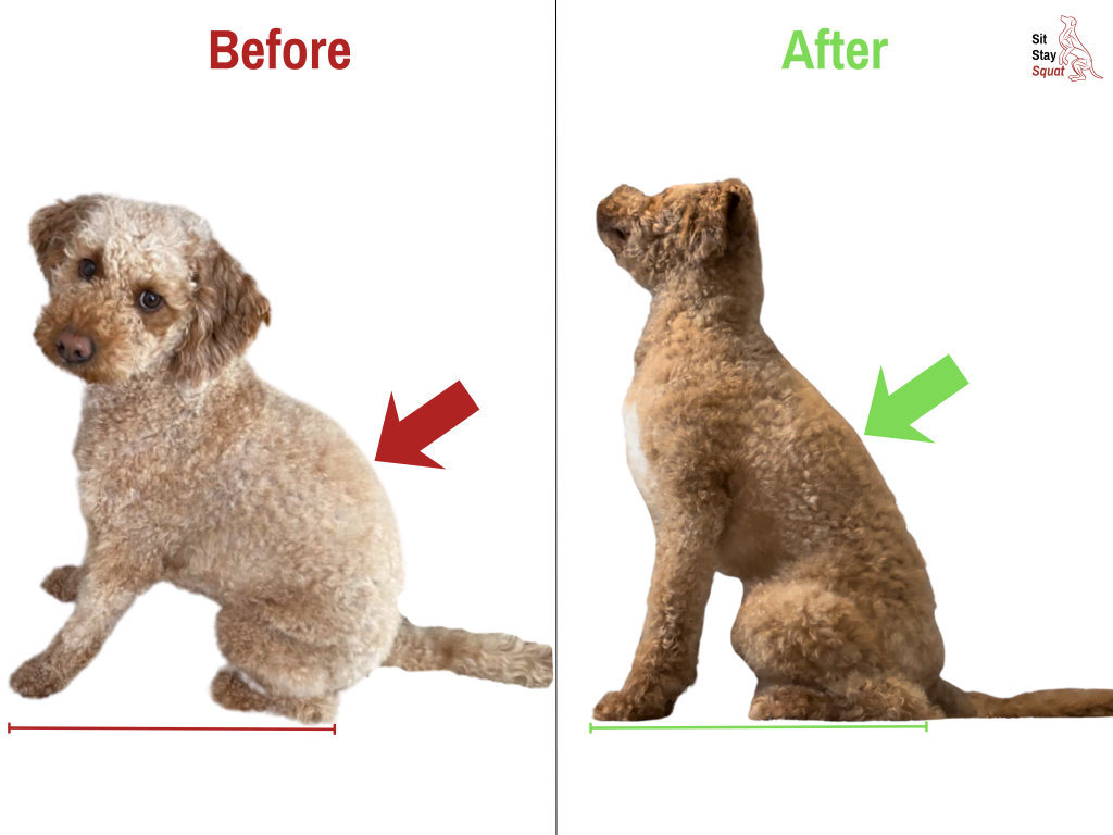 Before-and-after comparison of Milo, a Doodle, showing reduced spinal rounding and a more upright sit posture.