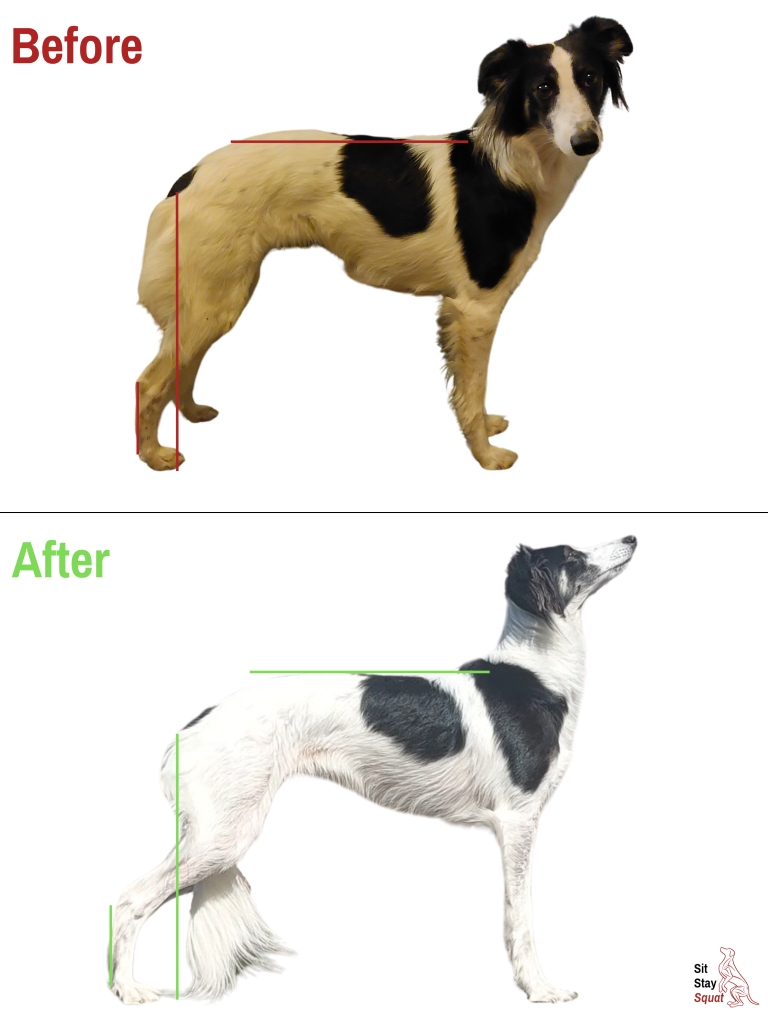 Before-and-after comparison of Winnie, a Windsprite, showing improved standing posture with more lengthening through her back and hind end.