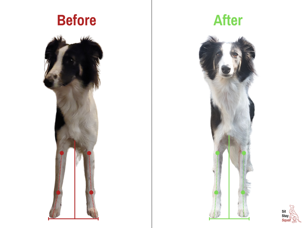 Before-and-after front-view comparison of Winnie, a Windsprite, showing improved forelimb alignment.