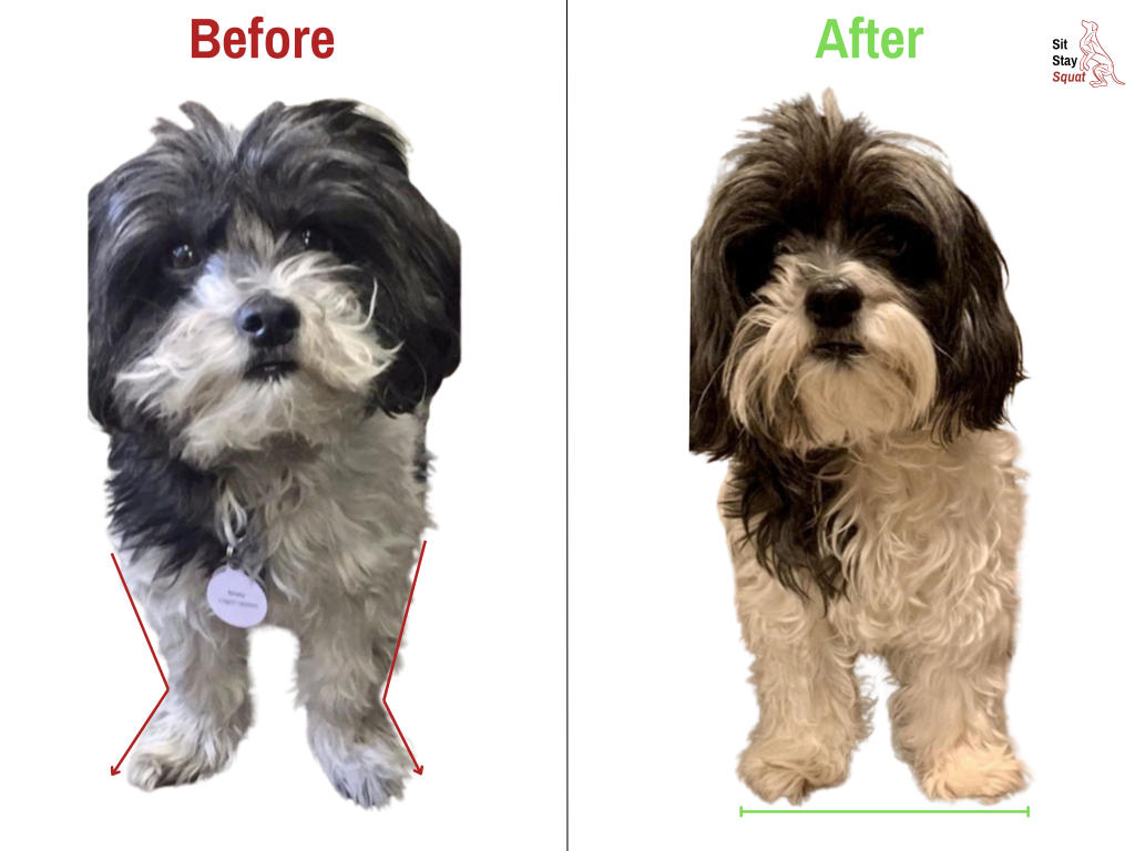 Before-and-after comparison of Missy, a Shorkie, showing improved front limb alignment.