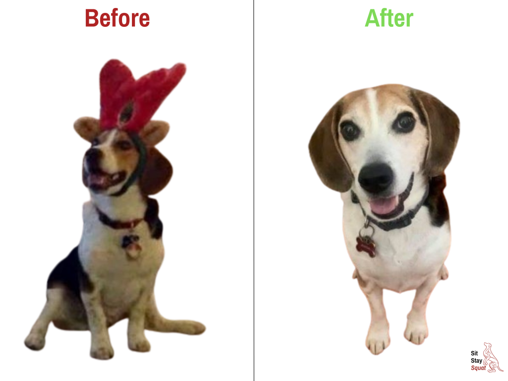 Before-and-after comparison of Boston, a senior Beagle, showing improved sit posture after canine fitness training.