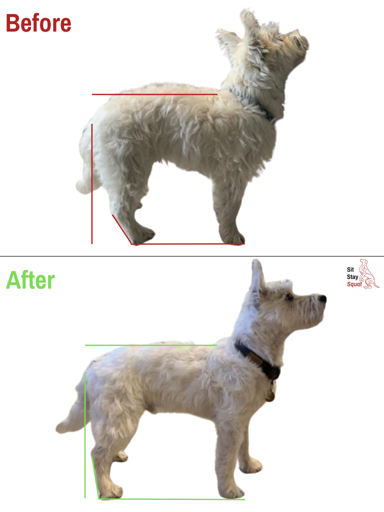 Before-and-after comparison of Simon, a West Highland White Terrier, showing improved topline posture and standing alignment.