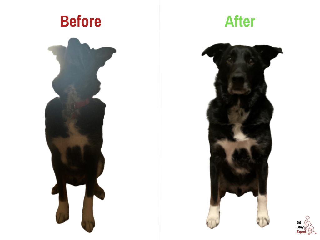 Before-and-after comparison of Django, a large mixed breed dog, showing improved sit posture and limb positioning.