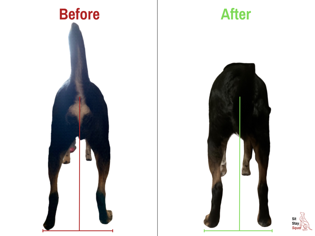 Before-and-after comparison of Django, a large mixed breed dog, showing visible changes in muscle development and standing posture alignment.
