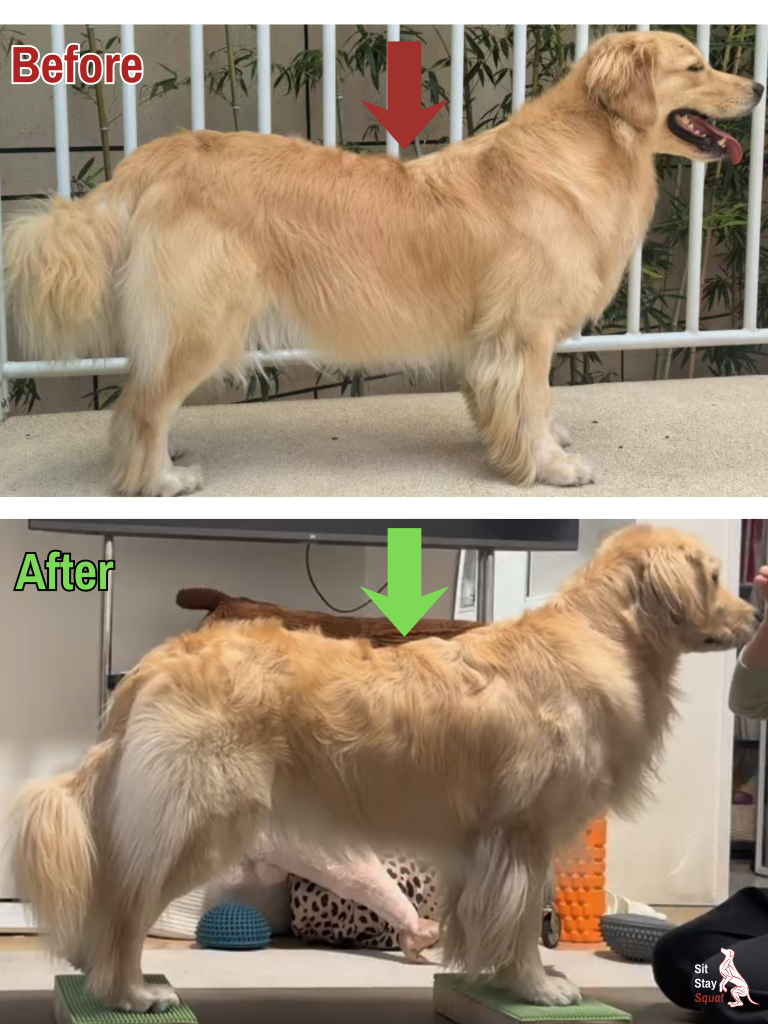 Canine Conditioning