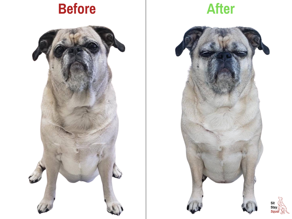 Before-and-after comparison of Zoe, a Pug, showing improved sit posture alignment.