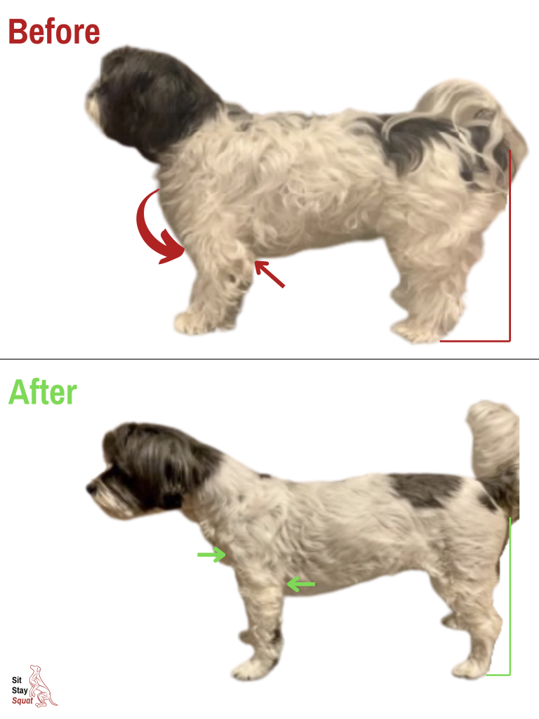 Before-and-after comparison of Missy, a senior Yorkshire Terrier mix, showing changes in both front-end and rear-end alignment.