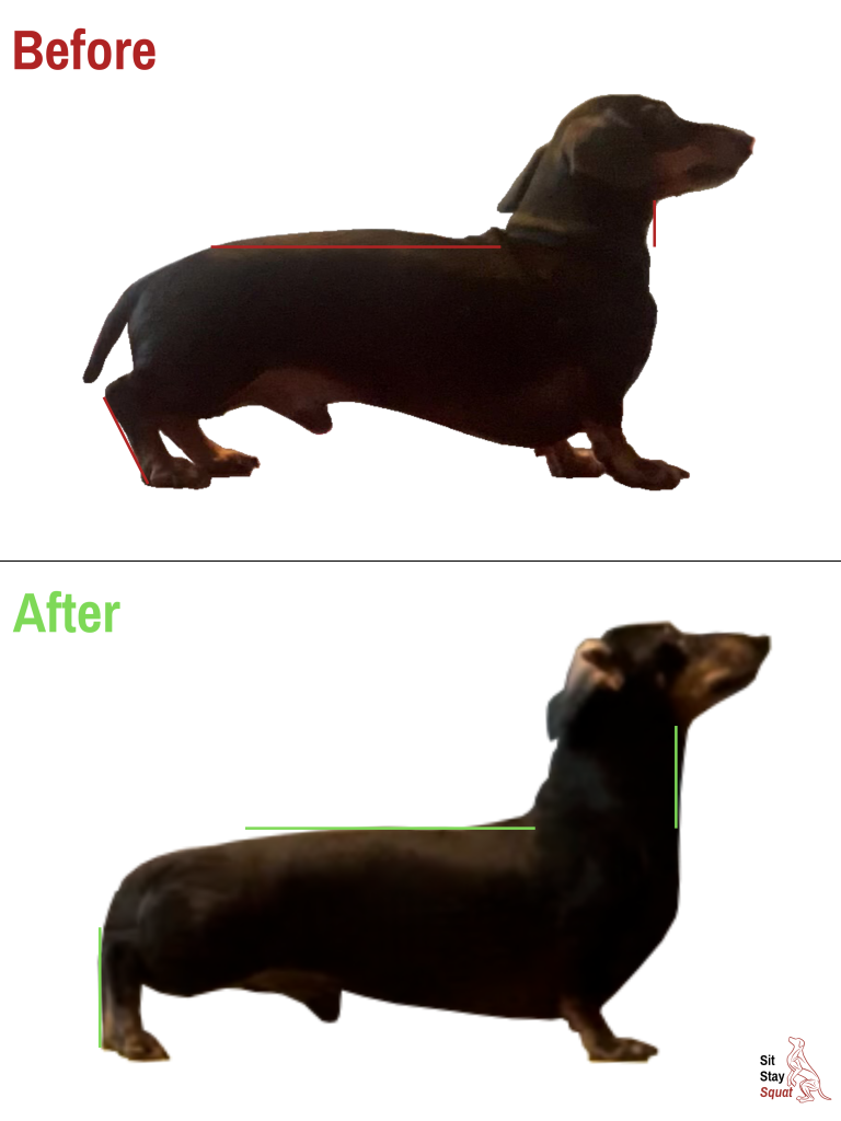 Before-and-after comparison of Dash, a senior Dachshund, showing improved alignment through his neck and topline.