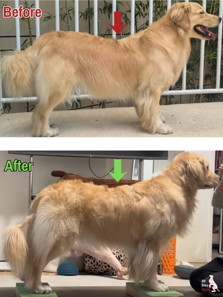 Before-and-after comparison of Dollar, a Golden Retriever, showing improved topline posture and trunk position.