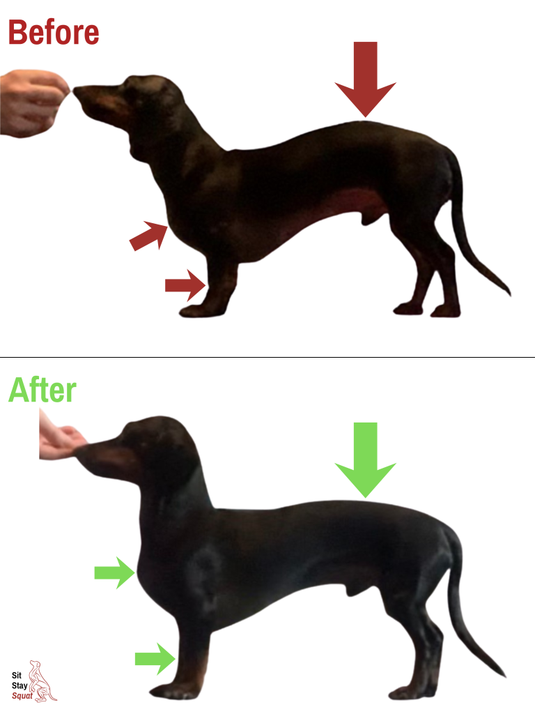 Before-and-after comparison of Lando, a Dachshund, showing improved front end alignment and decreased spinal roaching.