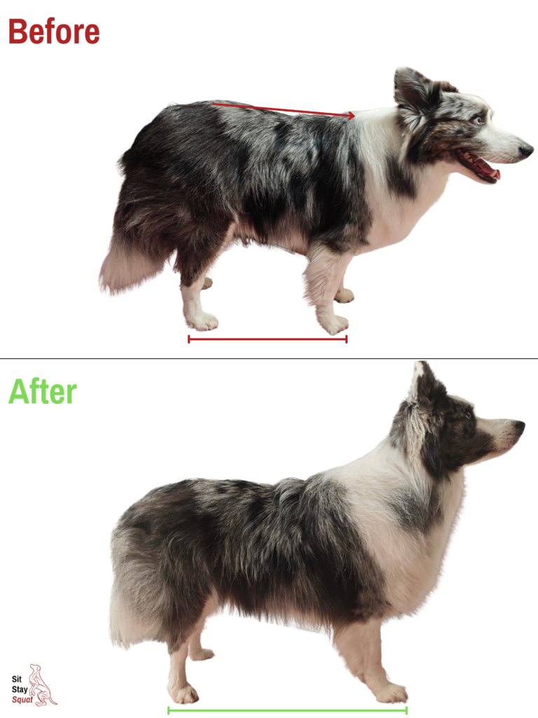 Before-and-after comparison of Lele, a Border Collie, showing decreased compensatory front-end loading and improved overall posture.