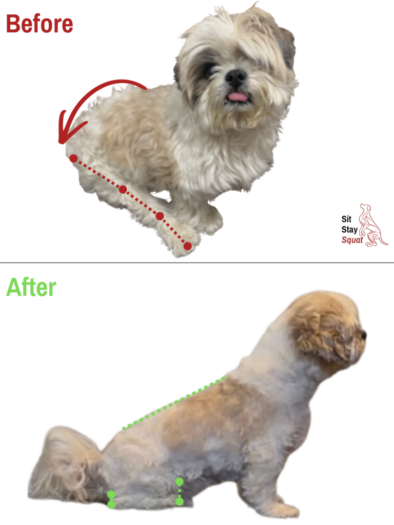 Before-and-after comparison of Uno, a senior Shih Tzu, showing improved sit posture alignment including more appropriate flexion through his hind end.