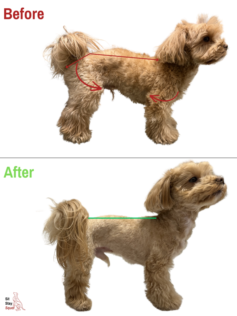 Before-and-after comparison of Nabbe, a Miniature Poodle, showing improved joint and spinal alignment.