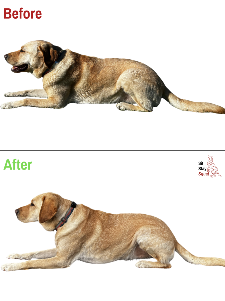 Before-and-after comparison of Clover, a Labrador Retriever, showing changes in coat lay and overall body position.