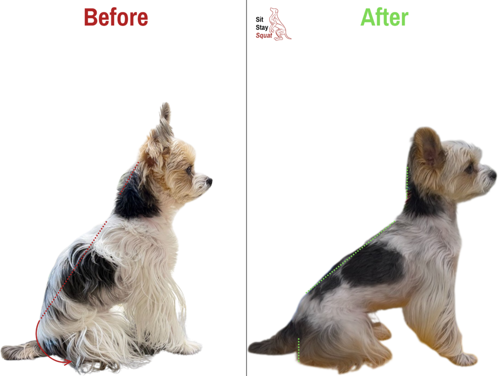 Before and after images of a Yorkshire Terrier with improved sit posture alignment.