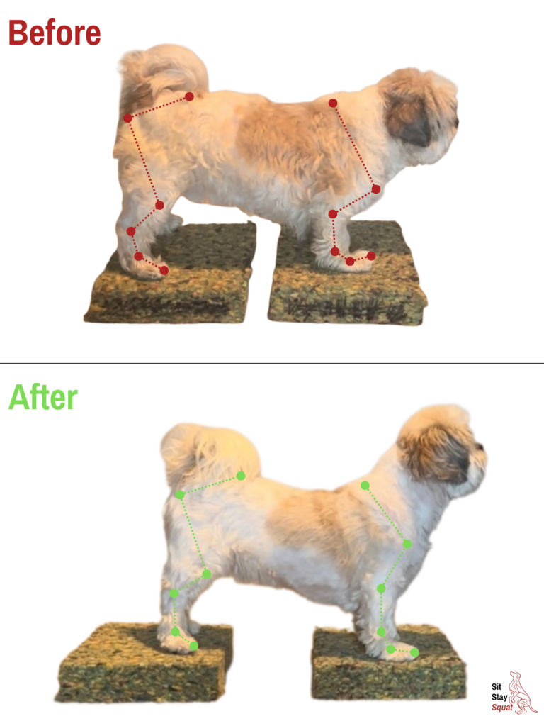 Shih Tzu Stand Posture Before and After