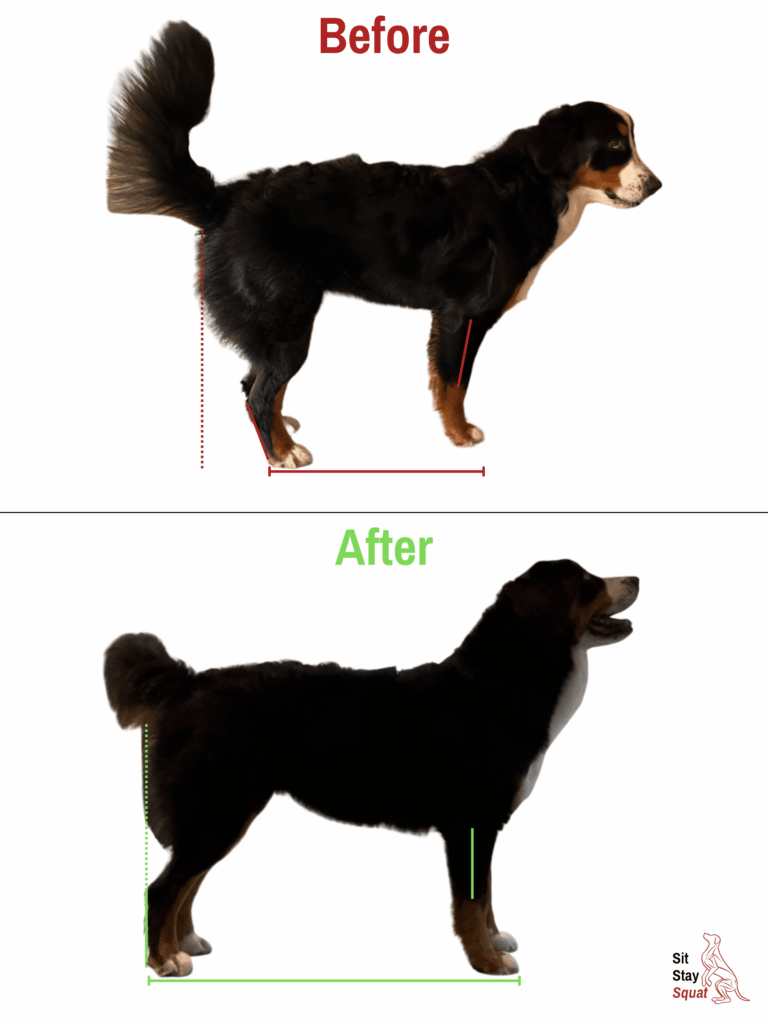 Bernese Mountain Dog improved standing posture alignment