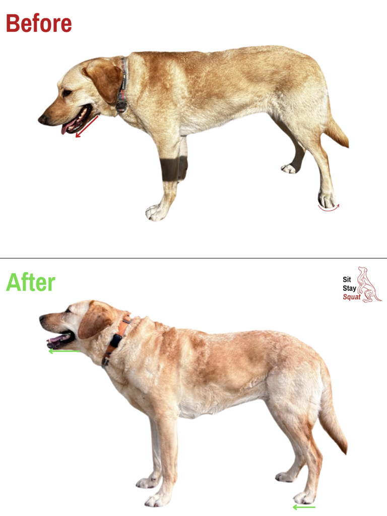 Labrador Retriever improved weight loading into hind end